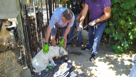 26 ζώα απομακρύνθηκαν από καταφύγιο στην Περαία (ΦΩΤΟ)