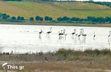 Χαλκιδική: Δεκάδες φλαμίνγκο πεθαίνουν από… σκάγια στον Αγιο Μάμα