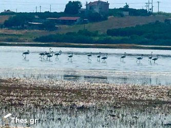 Τα φλαμίνγκο δίνουν… χρώμα στην Χαλκιδική (ΒΙΝΤΕΟ & ΦΩΤΟ)