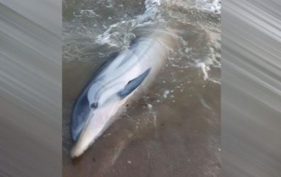 Χαλκιδική: Εντοπίστηκε και διεσώθη δελφίνι στη Συκιά