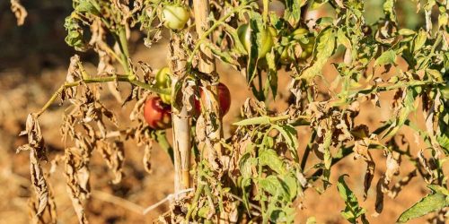 Πως θα γλιτώσετε τα φυτά σας από τον καύσωνα