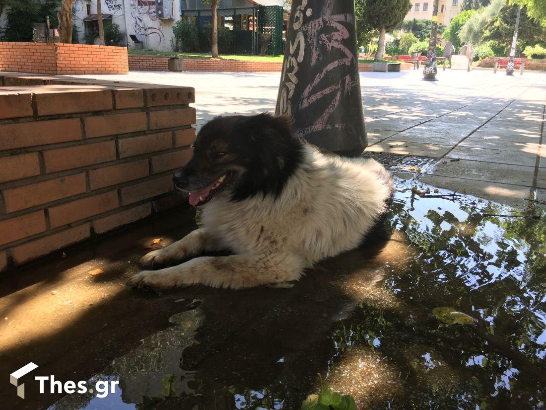 Λάρισα καύσωνας κατοικίδια