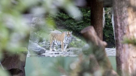 Φύλακας ζωολογικού κήπου τραυματίστηκε θανάσιμα από τίγρη στην Ελβετία