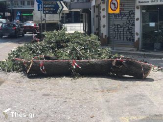 Θεσσαλονίκη: Δέντρο βρίσκεται από εχθές στη… μέση της Δωδεκανήσου! (ΒΙΝΤΕΟ & ΦΩΤΟ)