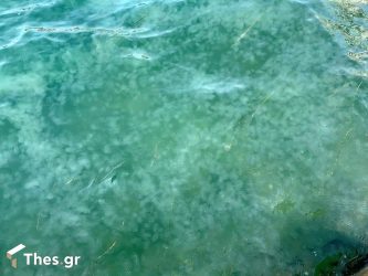 Φοβερές εικόνες: Η παραλία Θεσσαλονίκης γέμισε με… μέδουσες! (ΒΙΝΤΕΟ & ΦΩΤΟ)