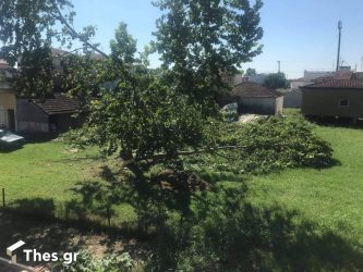 Πέλλα: Κεραυνός έπεσε σε αλεξικέραυνο και έριξε… πλατάνι! (ΦΩΤΟ)