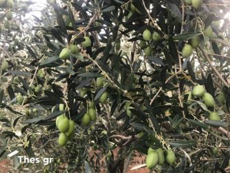 Κατήγγειλε τον πατέρα του επειδή ράβδισε τις ελιές του και τον συνέλαβαν
