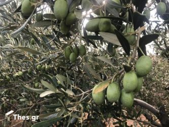 ελαιοκαλλιέργεια