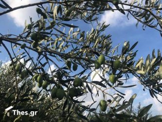 Χαλκιδική: Υιοθεσίες ελαιόδεντρων με απευθείας διαδικτυακές συνδέσεις