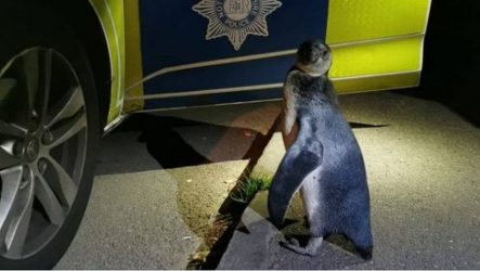 Πιγκουίνος έκανε βόλτα στην πόλη και τα ”είπε” με αστυνομικούς! (ΦΩΤΟ)