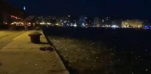 Θεσσαλονίκη: Τα ψάρια πήδηξαν έξω από τον Θερμαϊκό – Φοβερές εικόνες (ΒΙΝΤΕΟ)