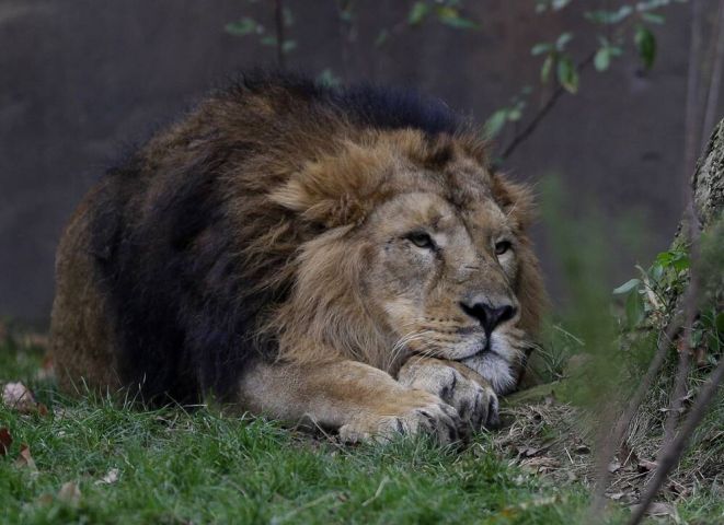 WWF λιοντάρι