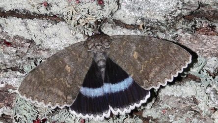 Τσερνόμπιλ: Βρέθηκε πεταλούδα σε μέγεθος πουλιού