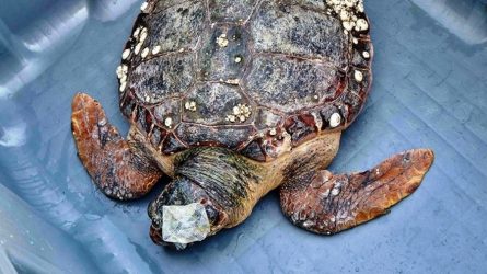 Καβάλα: Επιχείρηση διάσωσης χελώνας καρέτα – καρέτα