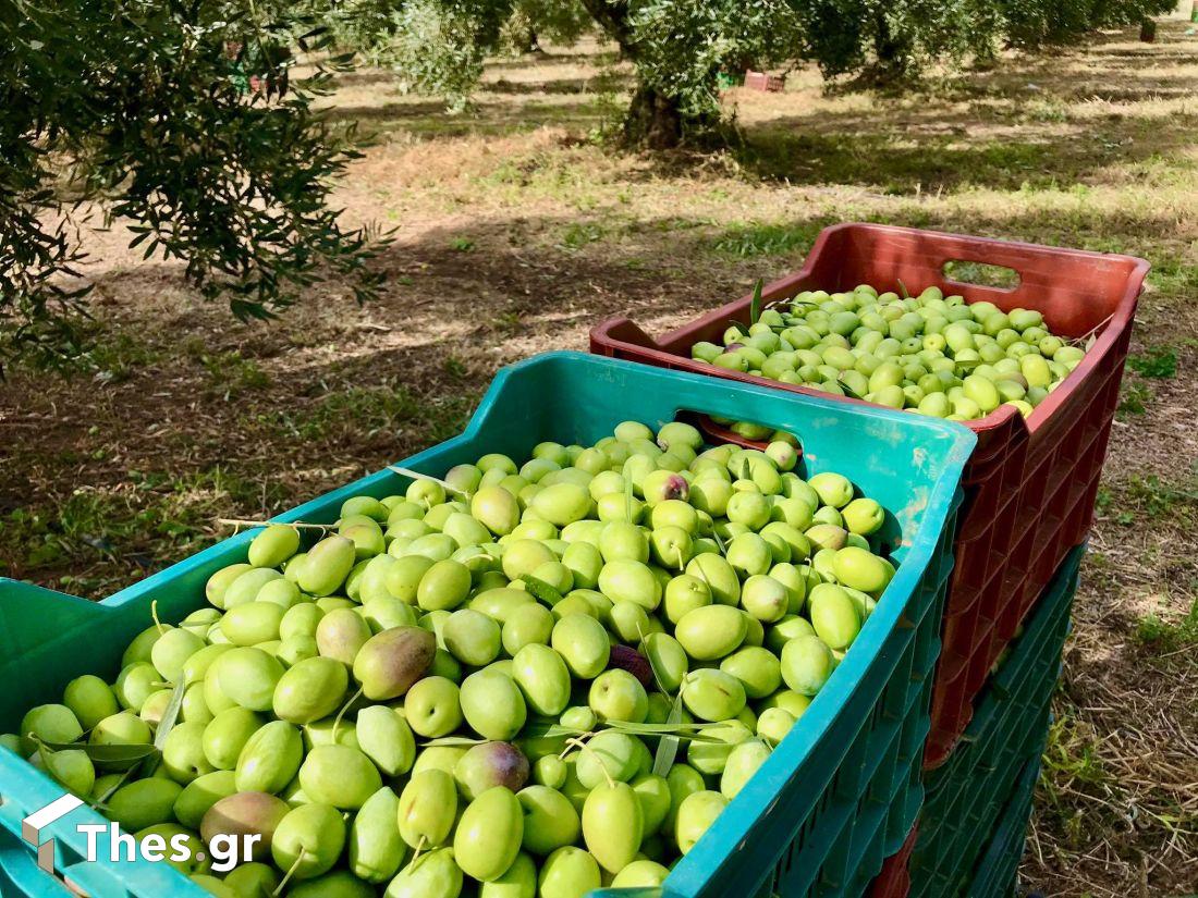 πράσινη ελιά χαλκιδικής 