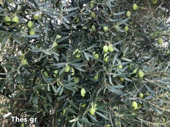Ελαιοπαραγωγή: Η χρήση φυσικού ζεολίθου προστατεύει από τον δάκο της ελιάς