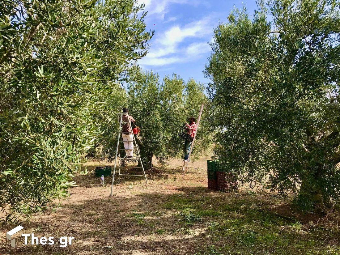 πράσινη ελιά χαλκιδικής 