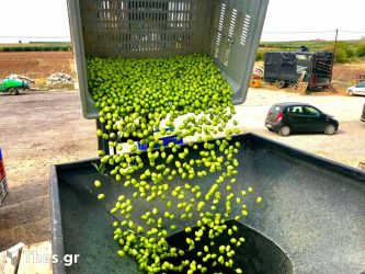 Χαλκιδική: Παίρνει… πάνω η τιμή στην ελιά