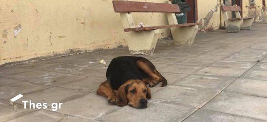 Θεσσαλονίκη: Ηλικιωμένη πέταξε το μπαστούνι της σε σκύλο για να το εκφοβίσει (ΒΙΝΤΕΟ)