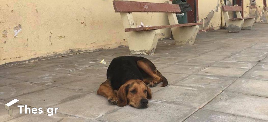 αδέσποτα κάδοι