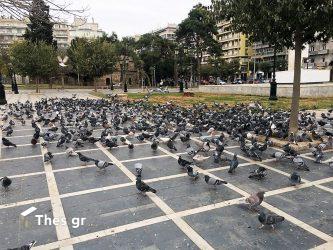 Χαλάνδρι: Χειροπέδες σε άνδρα που σκότωνε περιστέρια με αεροβόλο