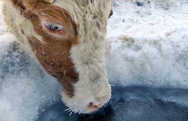 Σιβηρία: Γιατί φοράνε σουτιέν… στις αγελάδες (ΦΩΤΟ)