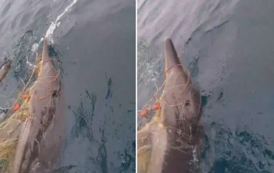 Αγιον Ορος: Ψαράδες έσωσαν δελφίνι που πιάστηκε στα δίχτυα τους (ΒΙΝΤΕΟ)