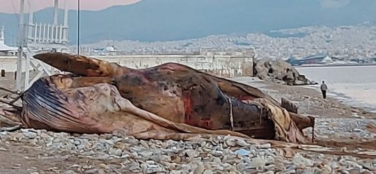 Νεκρή φάλαινα ξεβράστηκε στον Πειραιά (ΦΩΤΟ)