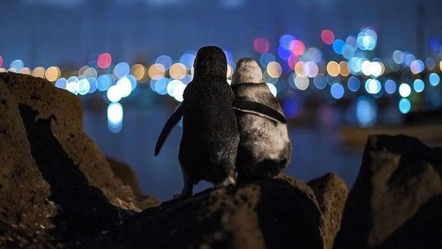 πιγκουίνοι χήροι φωτογραφία viral