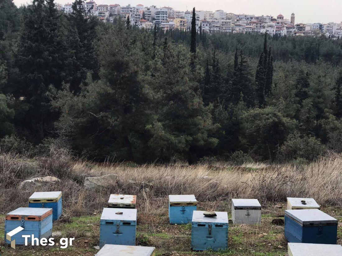 δάσος Σέιχ Σου Θεσσαλονίκη Συκιές