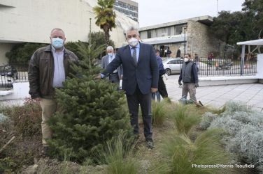 ΑΠΘ: Ελατο από το πανεπιστημιακό δάσος του Ταξιάρχη φυτεύτηκε στο campus