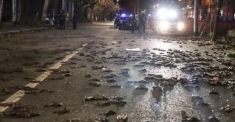 Εκατοντάδες νεκρά πουλιά στη Ρώμη: Τα πυροτεχνήματα και ο “κακός οιωνός” (ΒΙΝΤΕΟ)