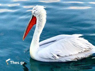 Γρίπη των πτηνών: Κρούσμα στην Καστοριά – Αυξάνονται τα μέτρα