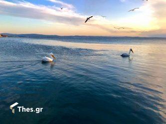 Υπέροχες εικόνες με πελεκάνους στην Κρήνη (ΒΙΝΤΕΟ & ΦΩΤΟ)