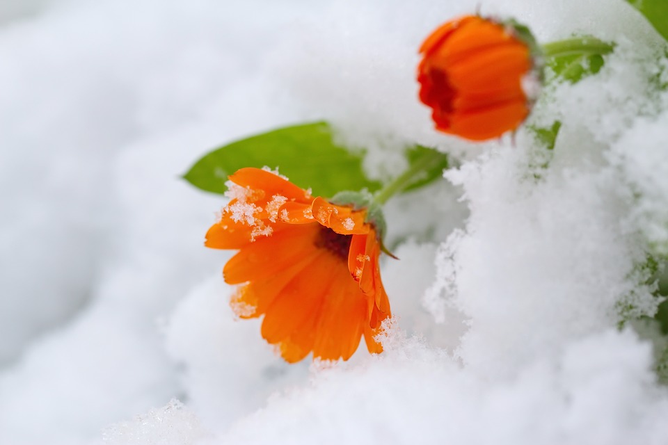 χειμώνας παγωνιά λουλούδια φυτά προστασία