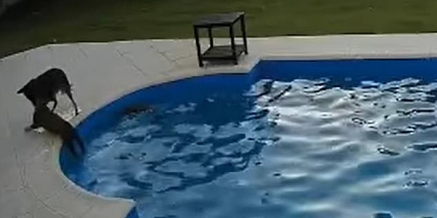 σκύλος σώζει πίτμπουλ πισίνα