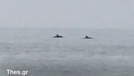 Θεσσαλονίκη: Δελφίνια εμφανίστηκαν στον Θερμαϊκό! (ΒΙΝΤΕΟ)
