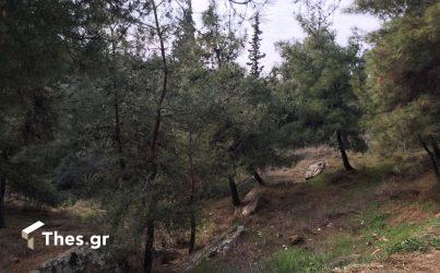 δάσος δέντρα