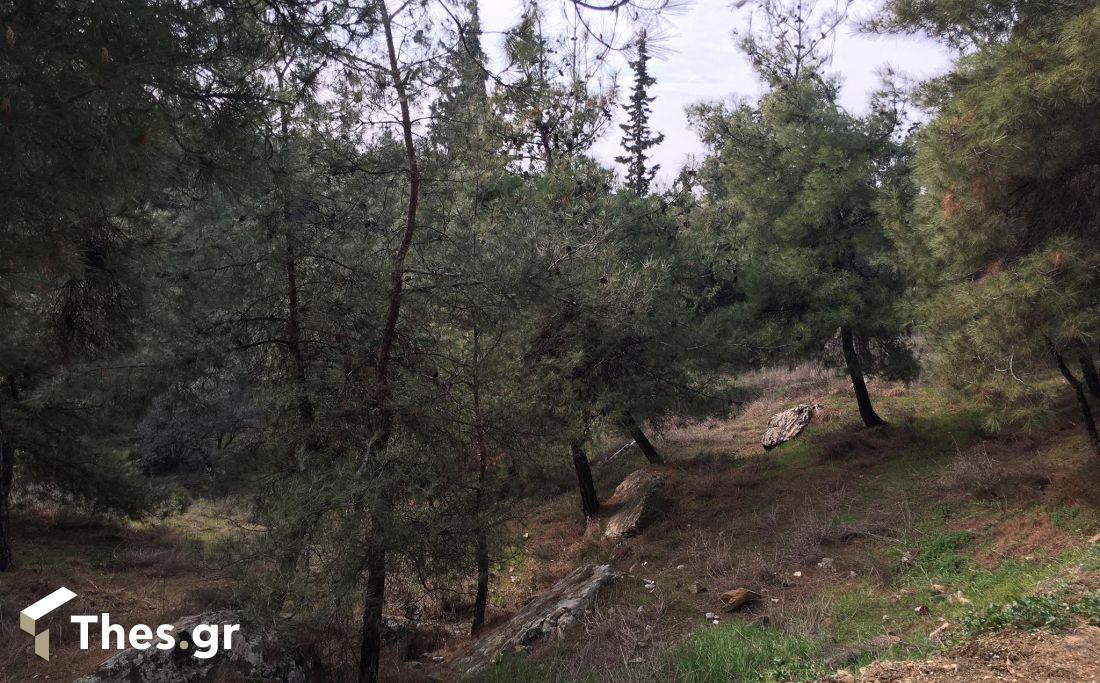 δάσος δέντρα
