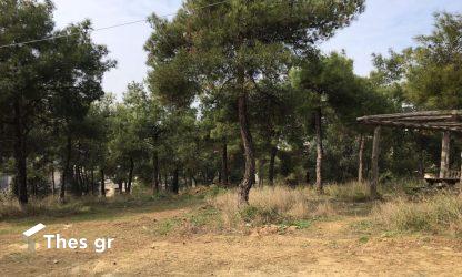 Οικολόγοι Πράσινοι: “Δασοκομάντος παντού, πρόληψη πουθενά!”