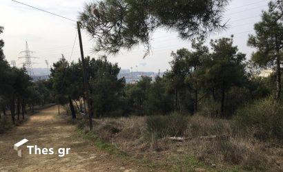 δάσος δέντρα ακαθάριστα οικόπεδα