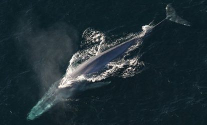 Οι φάλαινες μπορούν να βοηθήσουν σε έρευνες για σεισμούς