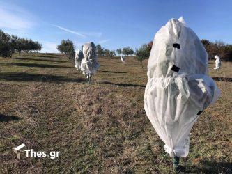 Οι αγρότες προετοιμάστηκαν για τον χιονιά – Τα μέτρα για να σώσουν καλλιέργειες και περιουσίες (ΒΙΝΤΕΟ & ΦΩΤΟ)