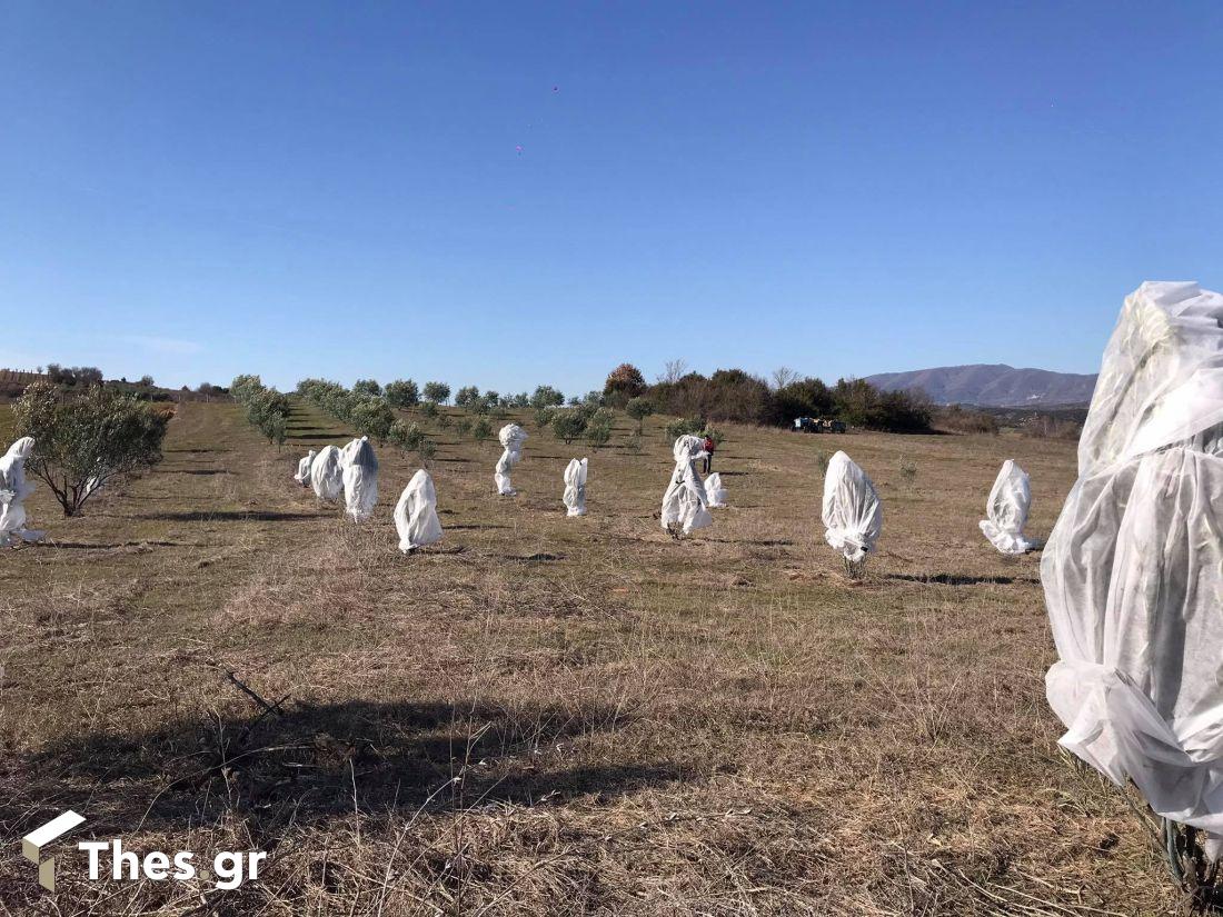 προστασία δέντρων και καλλιεργειών από αγρότες από χιονιά και παγετό