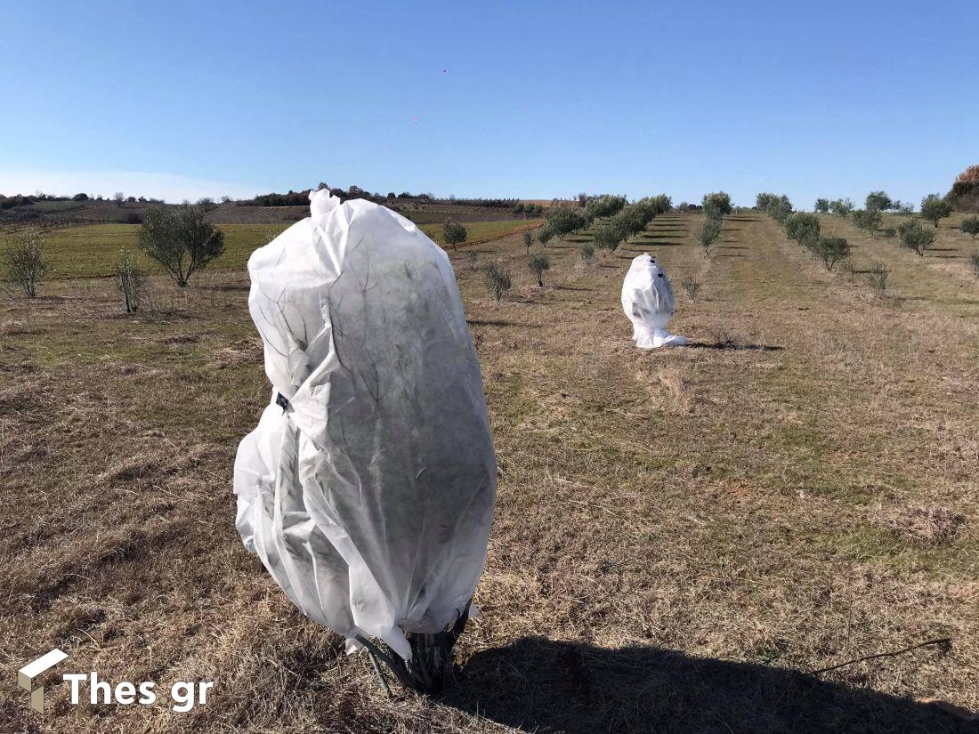 προστασία δέντρων και καλλιεργειών από αγρότες από χιονιά και παγετό