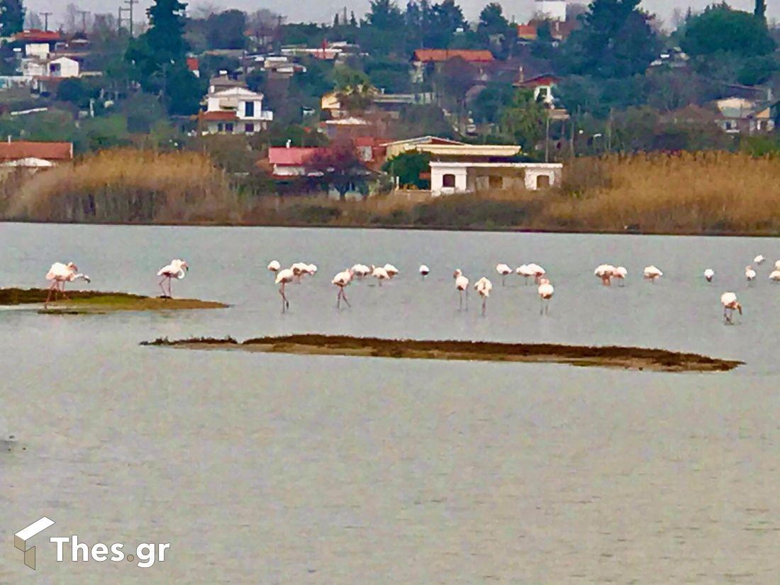 Αλυκές Πάλιουρα υδροβιότοπος Επανομής Επανομή φλαμίνγκο