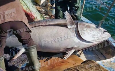 Απίθανη ψαριά στην Πρέβεζα – Ο τόνος που έγινε viral (ΦΩΤΟ)