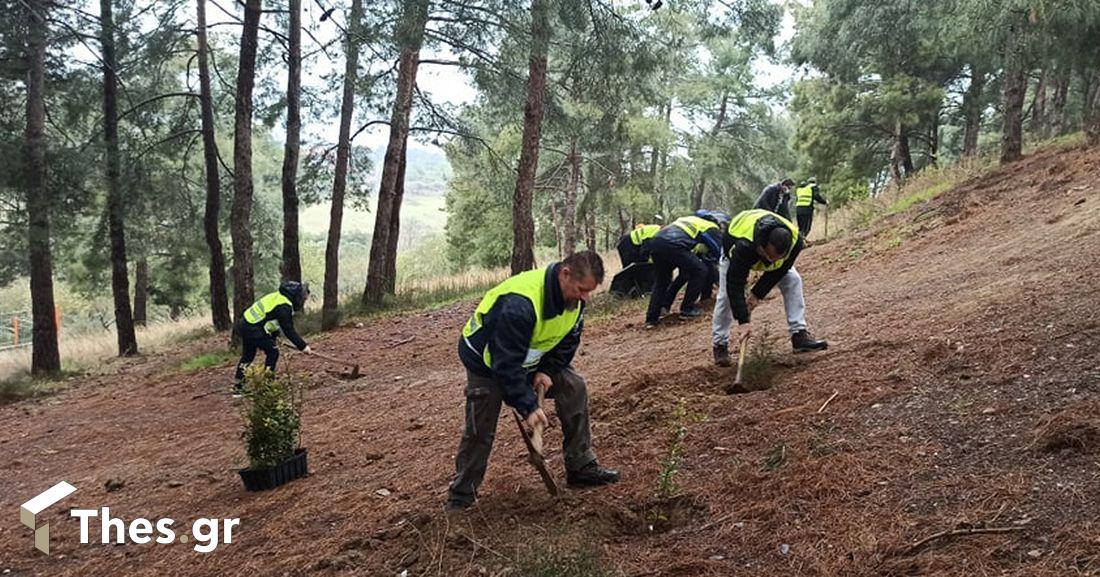 δενδροφύτευση δήμος Θερμαϊκού