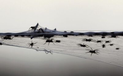 Εφιάλτης στην Αυστραλία – Γέμισαν αράχνες και φίδια έπειτα από πλημμύρα! (ΒΙΝΤΕΟ &ΦΩΤΟ)