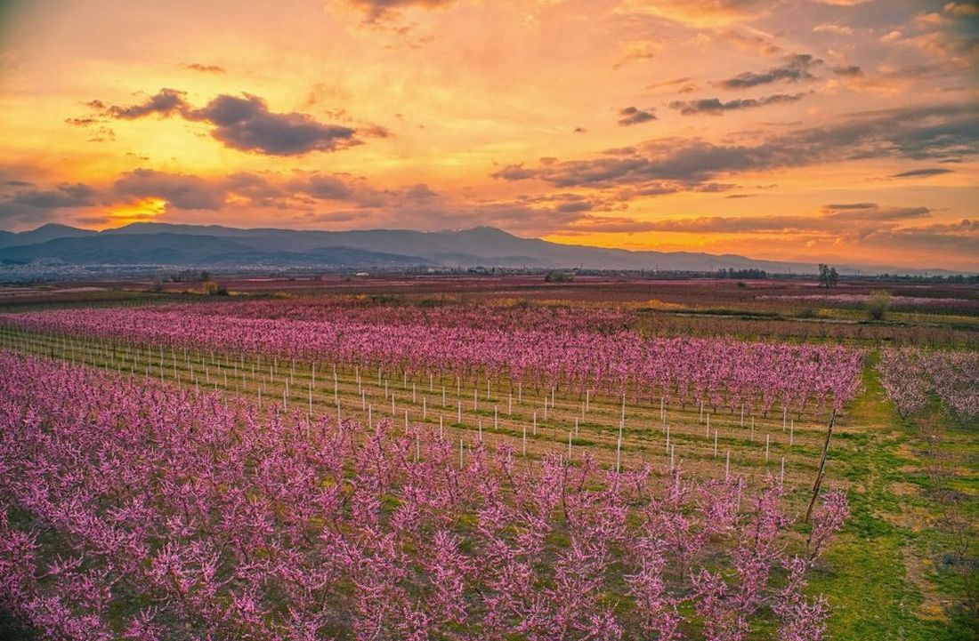 ανθισμένες ροδακινιές στην Ημαθία